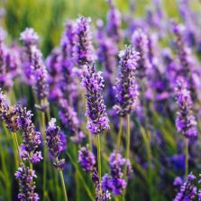 Lavandula