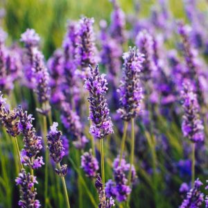 Lavandula