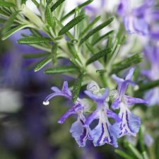 Salvia rosmarinus